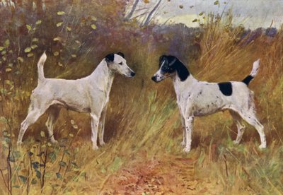 Bellezze rivali, Champion Donna Fortuna e Champion Duchess of Durham da Arthur Wardle