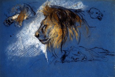 Studio di un leone, c.1905 da Arthur Wardle