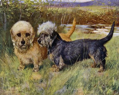 I Terrier Dandie Dinmont, Ch Blacket House Yet, Mustard e Ch Ancrum Fanny, Pepper (litografia a colori) da Arthur Wardle