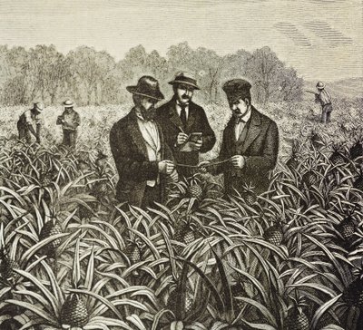 Inghilterra (XIX secolo). Colonizzazione (1880). Piantagione di ananas alle Bahamas. Colonia inglese nell