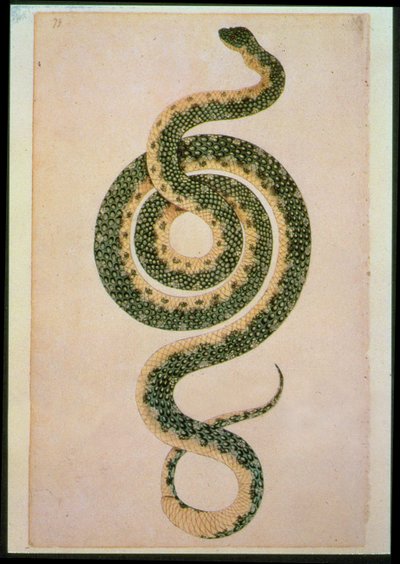 Serpente (incisione) da Artist Unknown