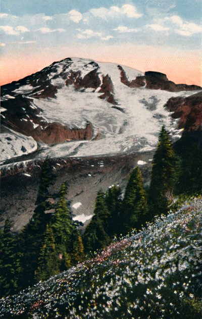 Gigli di valanga, che crescono sul Monte Rainier, c1916 da Asahel Curtis