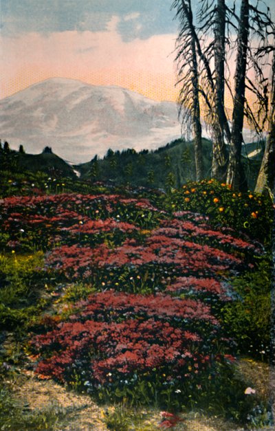 Erica viola che cresce nel Parco Nazionale del Monte Rainier, c1916 da Asahel Curtis