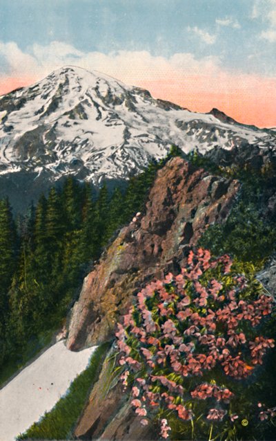 La primula sul Monte Rainier, c1916 da Asahel Curtis