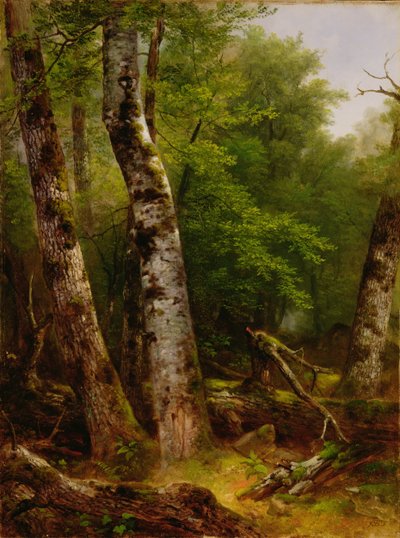 Betulla e aceri, 1855 da Asher Brown Durand