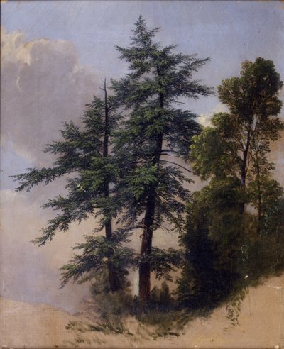 Studio di un albero, Newburgh, N.Y., 1849 da Asher Brown Durand