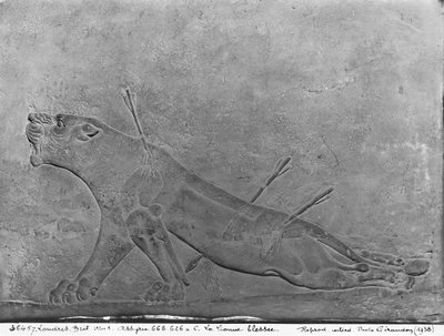 Leonessa ferita, dettaglio da un pannello di rilievo che raffigura Assurbanipal II che uccide leoni, dal Palazzo di Assurbanipal II, Nimrud, Iraq, Neo-Assiro, 668-627 a.C. da Assyrian