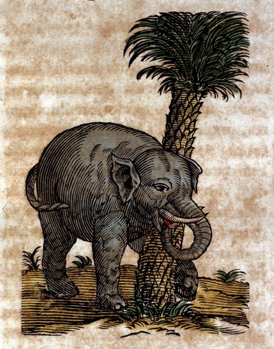 Un elefante che si strofina contro il tronco di una palma. Incisione da un