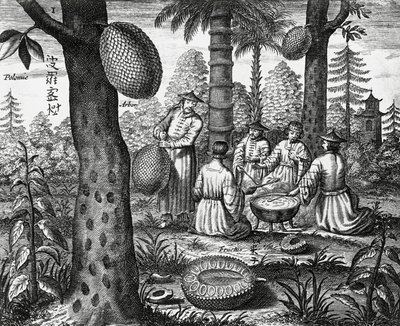 Frutti cinesi (Arbor polomie, papaya cinese), incisione da monumenti della Cina da Athanasius Kircher