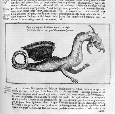 Drago, 1678 da Athanasius Kircher