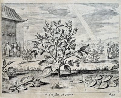 Il camellia - in 