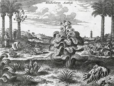 Pianta di rabarbaro, incisione da monumenti della Cina da Athanasius Kircher
