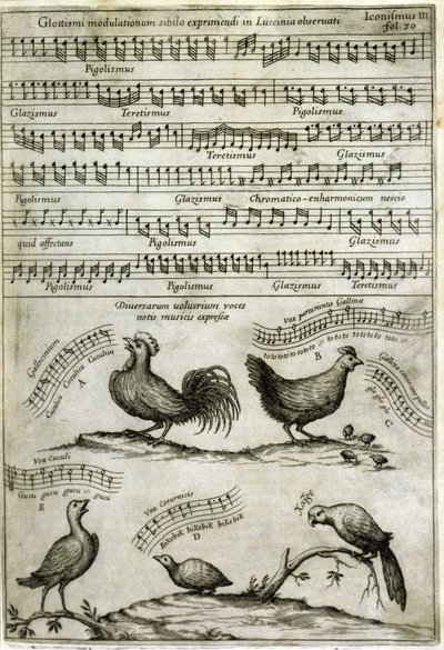 Il canto emesso da certi volatili espresso con note musicali da: "Musurgia Universalis" di Athanasius Kircher da Athanasius Kircher