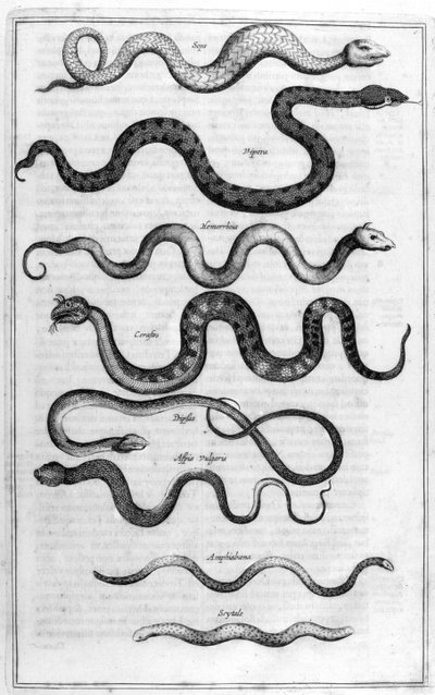 Tipi di serpenti, da Arca Noe da Athanasius Kircher