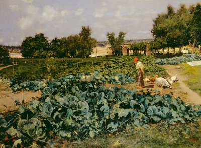 Il campo di cavoli da Attillo Pratella