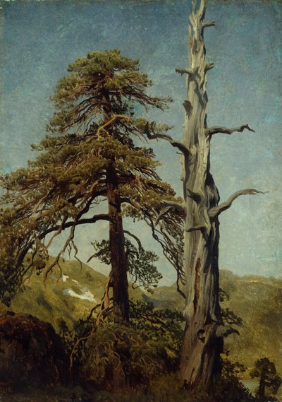 Studio di Alberi da August Cappelen