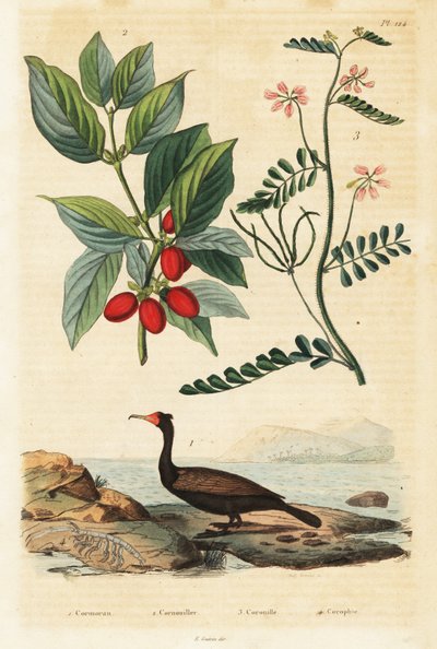 Cormorano, corniolo e veccia scorpione (incisione) da Auguste Dumenil