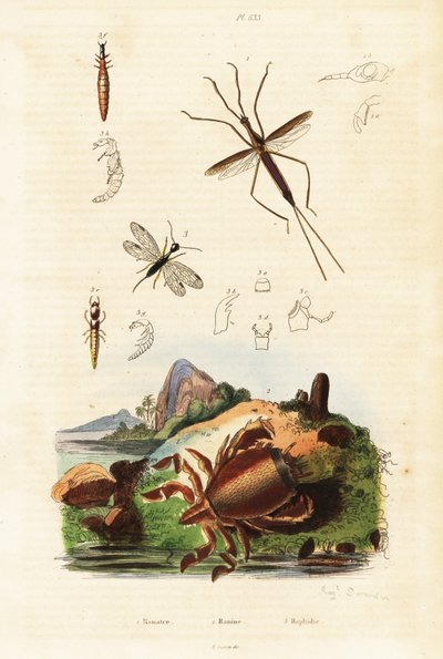 Granchio rosso rana, serpente volante e cimice acquatica da Auguste Dumenil