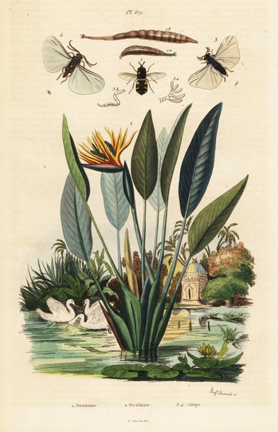 Mosca soldato, fiore di gru, 1834-1839 (incisione) da Auguste Dumenil