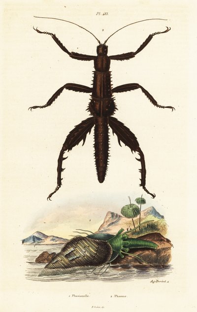 Bastone del diavolo spinoso e conchiglia di fagiano australiano da Auguste Dumenil