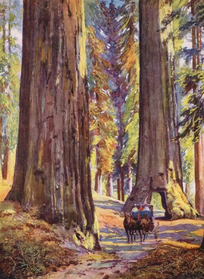 Arbres Geants de Californie, Stati Uniti da Auguste Gerardin