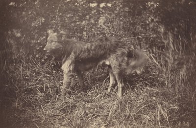 Studio di un Cane, fine 1870s da Auguste Giraudon