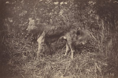 Studio di un cane da Auguste Giraudon