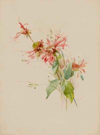 Bergamotto o Monarda, fine XIX-inizio XX secolo da Austa Densmore Sturdevant