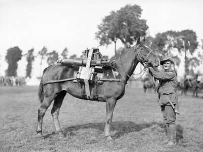 Un soldato australiano, conducente 244 F W Stephenson, 2° Battaglione di Mitragliatrici australiano, con un cavallo da soma caricato con una mitragliatrice alla Scuola di Addestramento Australiano a Morbecque, 29 agosto 1917 da Australian Photographer