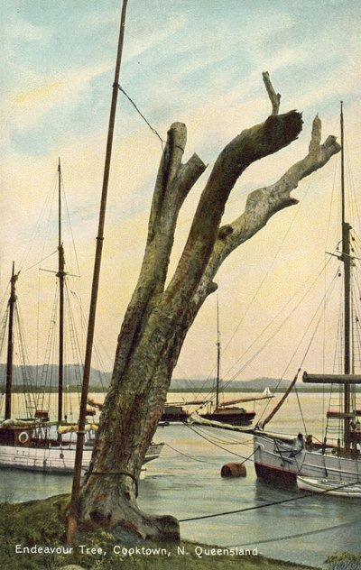 Albero dell