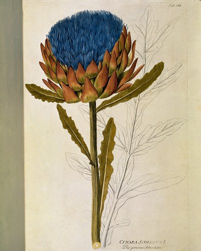 Botanica: 