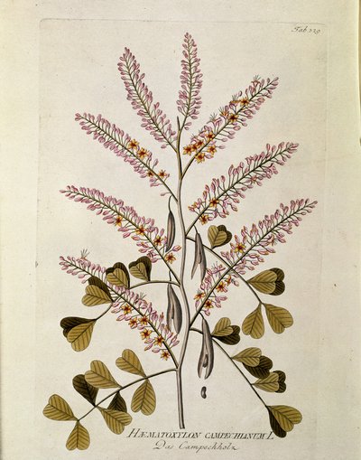 Botanica: "Campeche" (Haematoxylon campechianum) Tavola tratta da "Medicinalium secundum Linnaei digestarum" di Joseph Jacobi Plenck (1735-1807) 1788-1803 Collezione privata da Austrian School