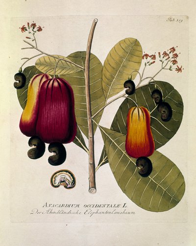 Botanica: “Anacardi” (Anacardium occidentale) Tavola tratta da “Medicinalium secundum Linnaei digestarum” di Joseph Jacobi Plenck (1735-1807) 1788-1803 Collezione privata da Austrian School