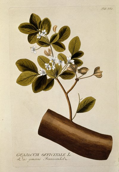 Botanica: "Guajacum officinale" Tavola tratta da "Medicinalium secundum Linnaei digestarum" di Joseph Jacobi Plenck (1735-1807) 1788-1803 Collezione privata da Austrian School