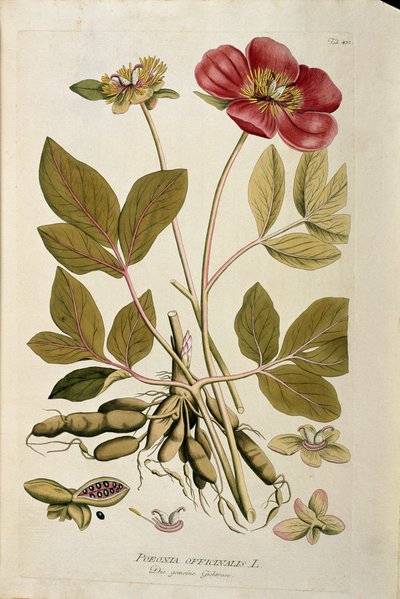 Botanica: 