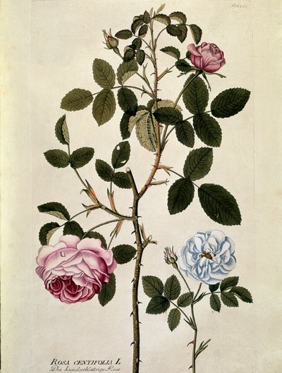 Botanica: Rosa centifolia. Tavola tratta da 