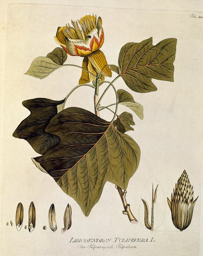 Botanica: 