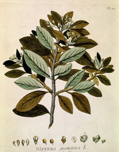 Botanica: 
