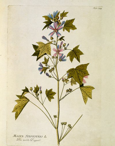 Botanica: "grande viola" (Malva sylvestris) Tavola tratta da "Medicinalium secundum Linnaei digestarum" di Joseph Jacobi Plenck (1735-1807) 1788-1803 Collezione privata da Austrian School