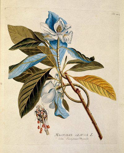 Botanica: "magnolia" Tavola tratta da "Medicinalium secundum Linnaei digestarum" di Joseph Jacobi Plenck (1735-1807) 1788-1803 Collezione privata da Austrian School