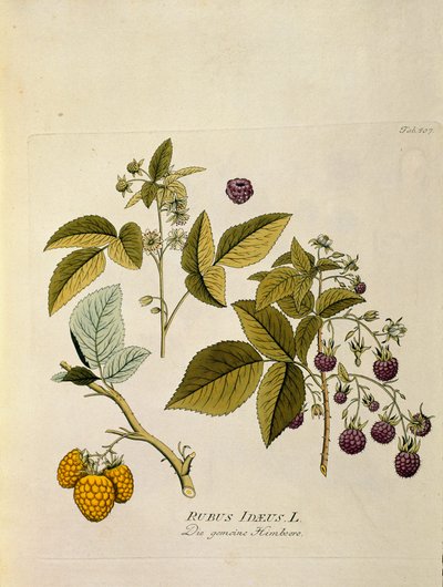 Botanica: 
