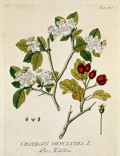 Botanica: 