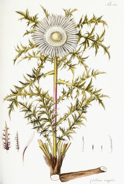 Carlina Simplex da Austrian School