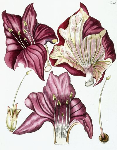 Figura 18, da "Collectanea ad Botanicam, Chemiam, et Historiam Naturalem spectantia, cum figuris", 1786-1796 da Austrian School