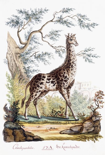 Giraffa, 1794 da Austrian School