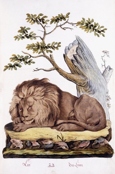 Leone, 1794 da Austrian School