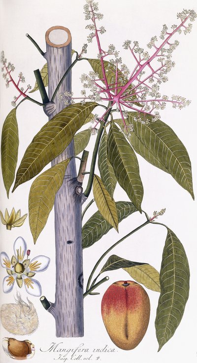 Mangifera indica da Austrian School