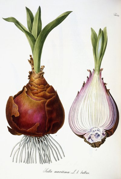 Scilla marittima da Austrian School