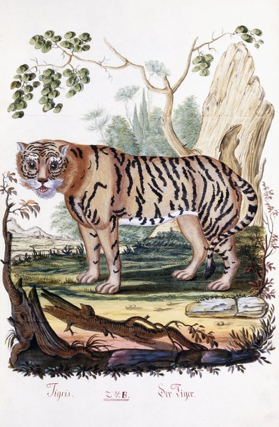 Tigre, 1794 da Austrian School