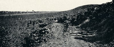 Cafezal, 1895 da Axel Frick